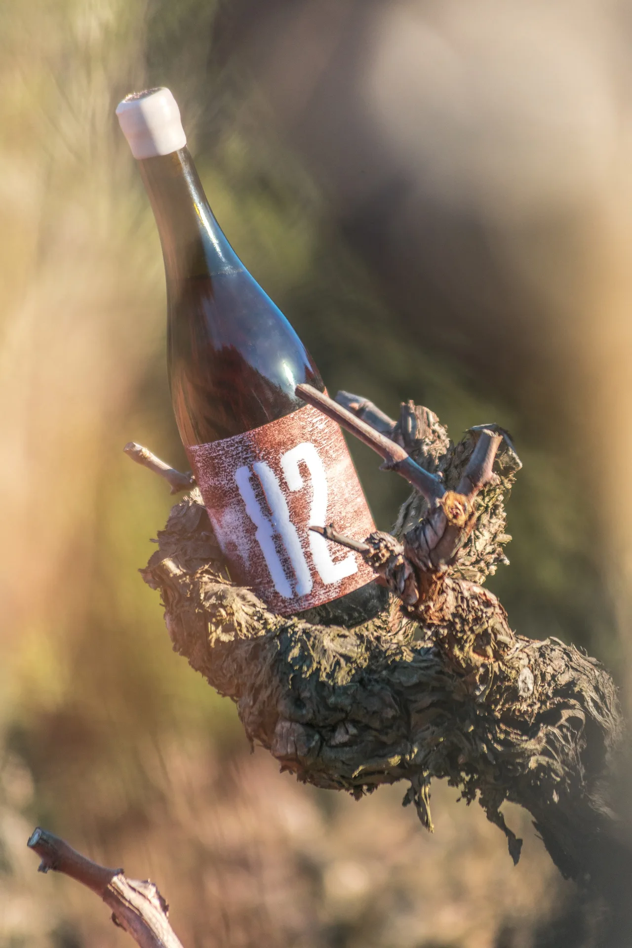 Bottle with the 82 label resting on an old vine stump against the light