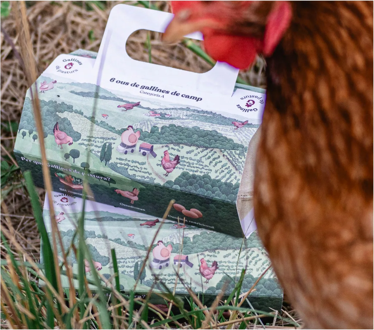 Packaging d'ous ecològics de Gallines de Pastura: caixa d'ous sobre l'herba amb una gallina al costat