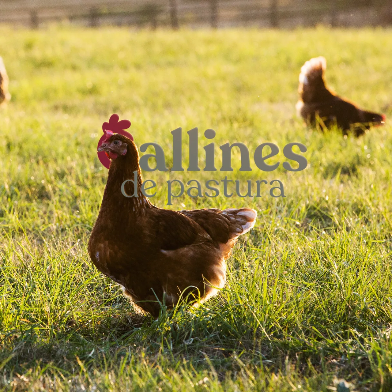 Hen grazing in a meadow with the Gallines de Pastura logo overlaid